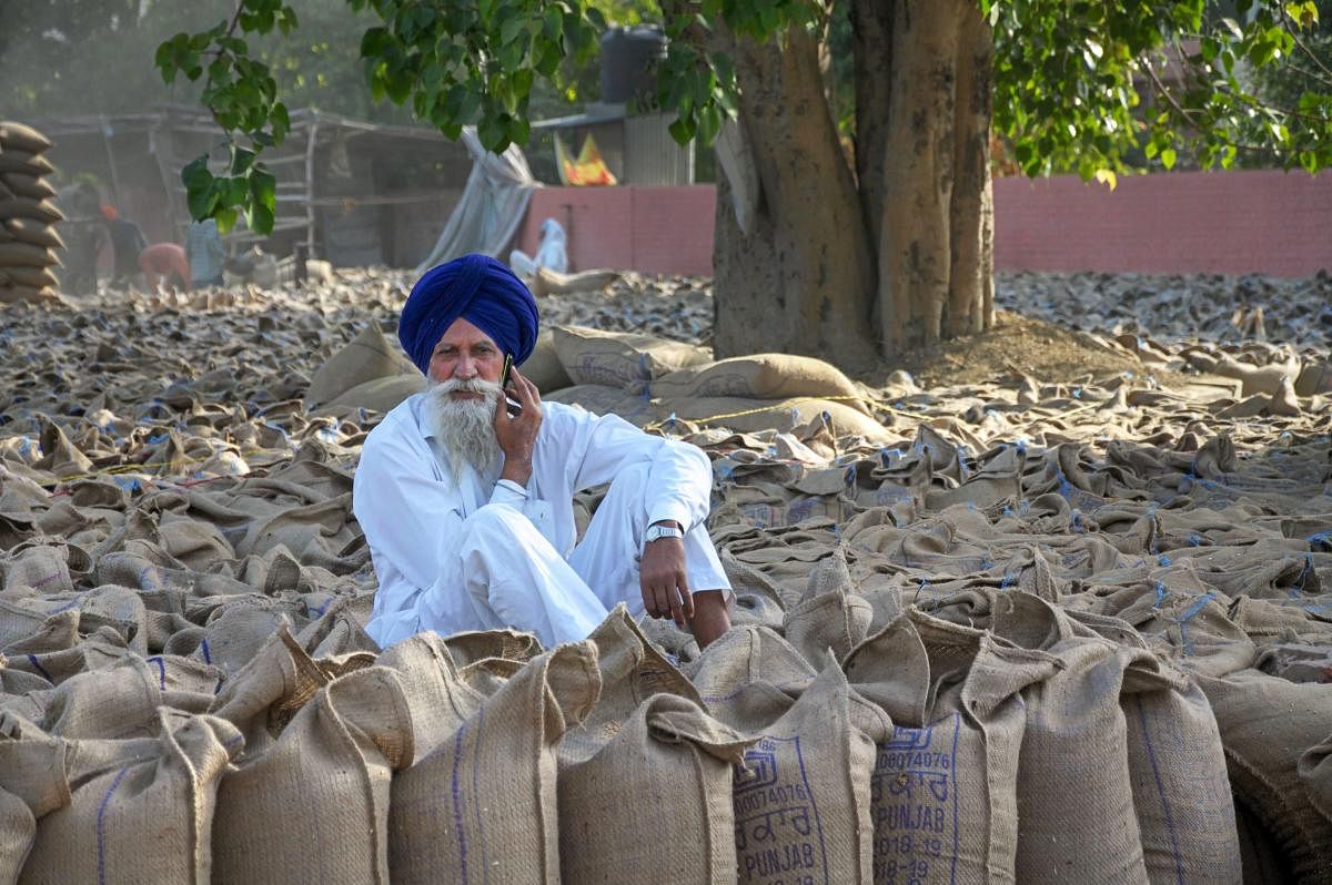 A farmer sits among bags containing wheat at Bhagtanwala grain market in Amritsar on Thursday. PTI Photo
