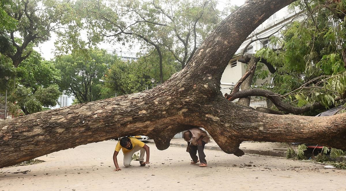 Men cross under an uprooted tree lying across a road, after super cyclone 'Amphan', in Kolkata. (PTI Photo)