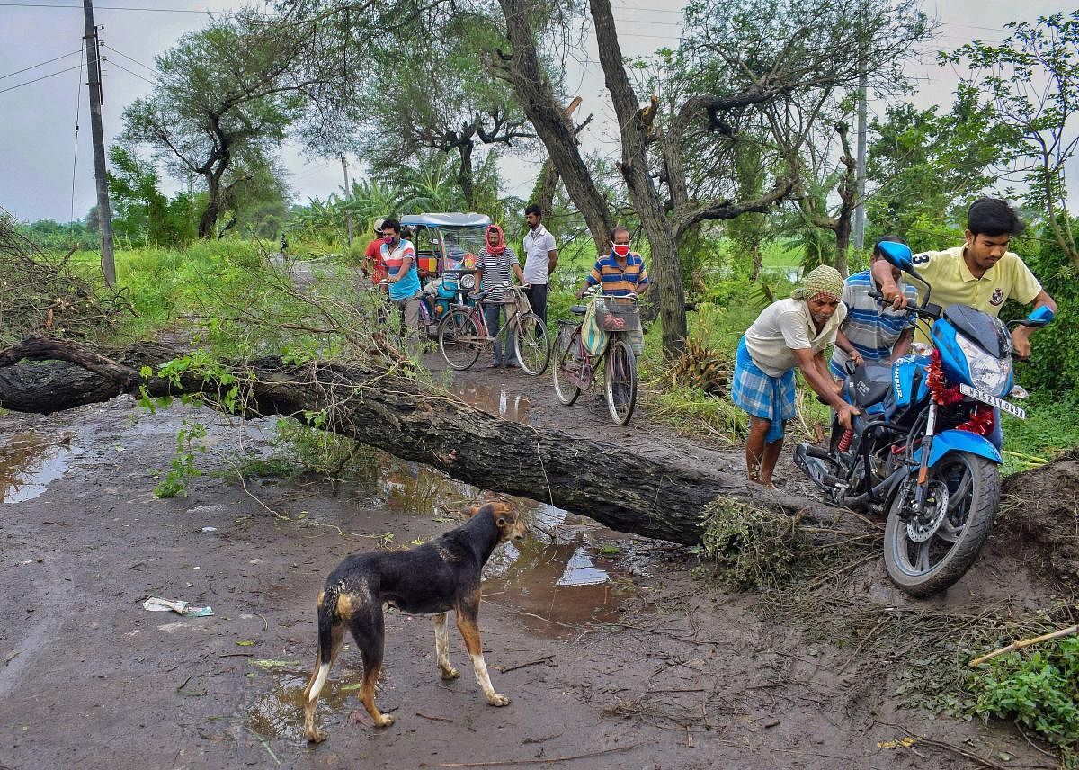 Villagers make way along a road which is blocked due to fall of a tree in the last night's fast and rough squall, at Santipur in Nadia. PTI