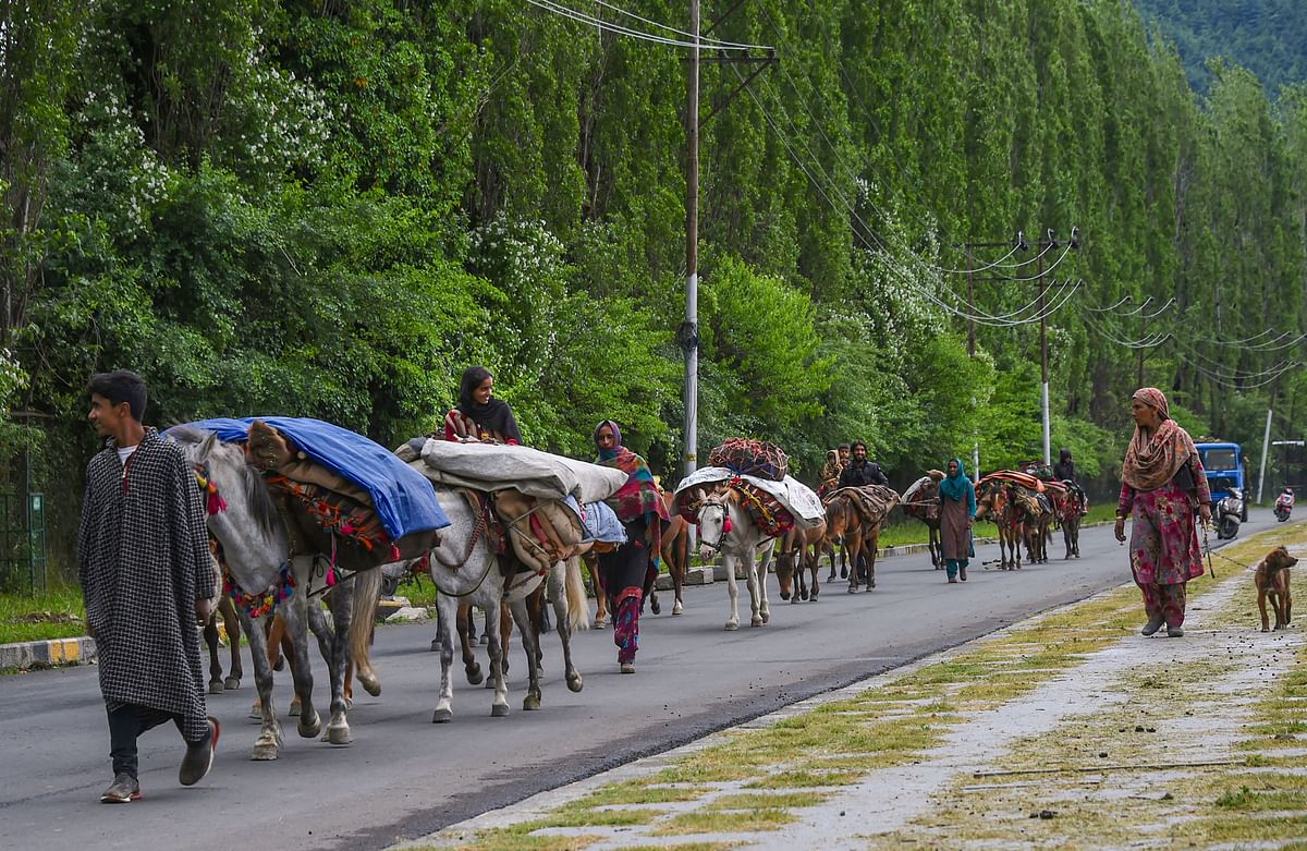 A Nomadic Gujjar family moves towards greener pastures for their flock of sheep in Kashmir valley amid ongoing COVID-19 lockdown. (PTI Photo)