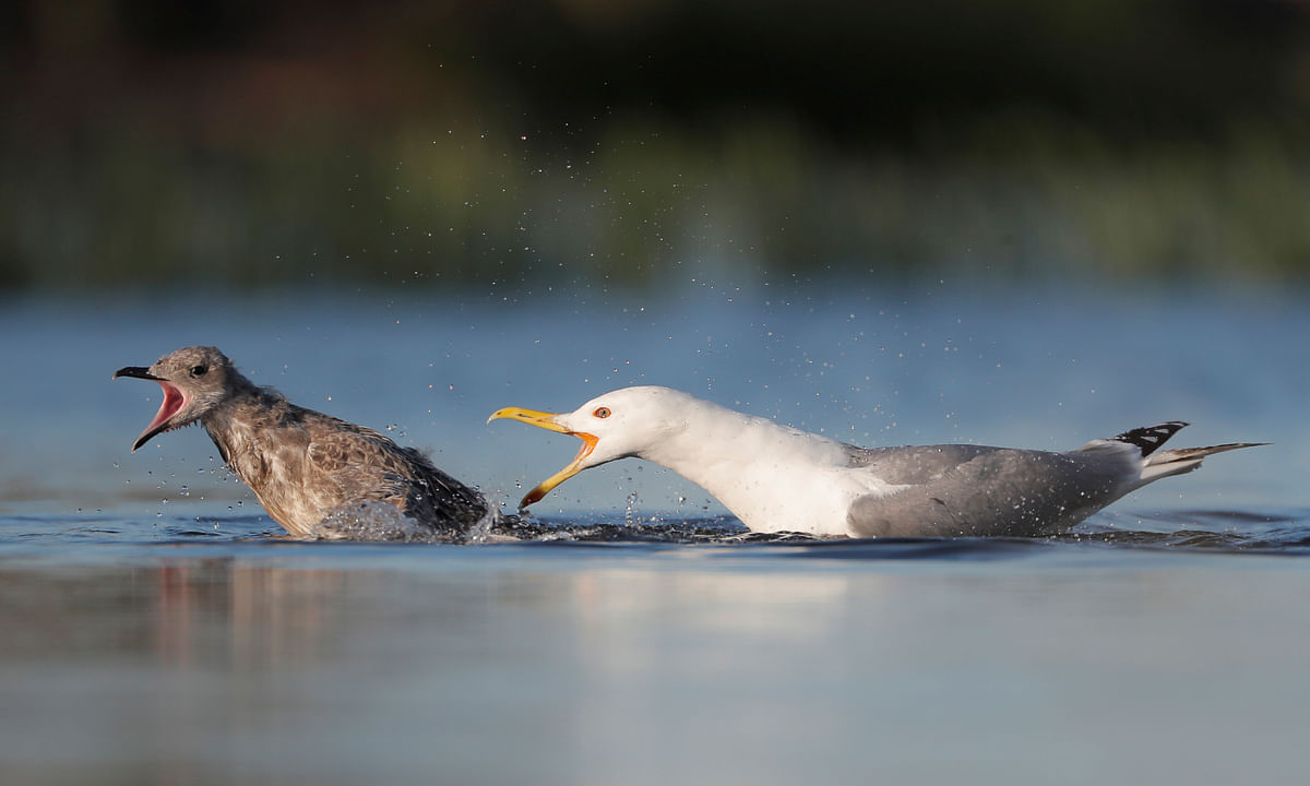 A gull chases a chick in their colony on an island in a reservoir near the town of Vileika, Belarus. Reuters Photo
