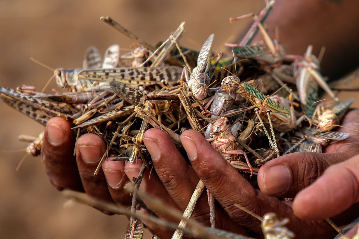 A farmer shows dead locusts at a farm after spraying of pesticides by an agriculture department team, on locust swarms, on the outskirts of Ajmer. Credits: PTI Photo
