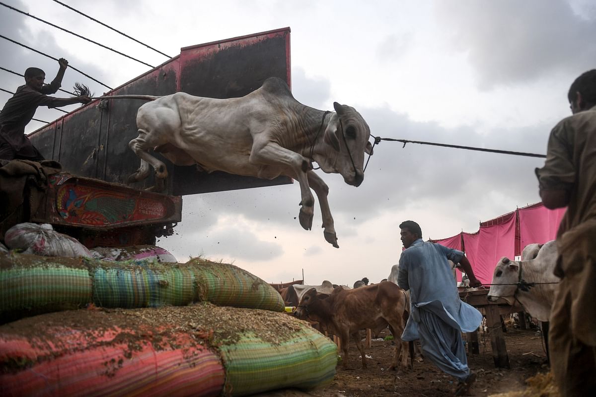 raders unload a cow from a truck at a cattle market set up for the upcoming Muslim Eid al-Adha festival or the Festival of Sacrifice in Karachi. Credits: AFP Photo