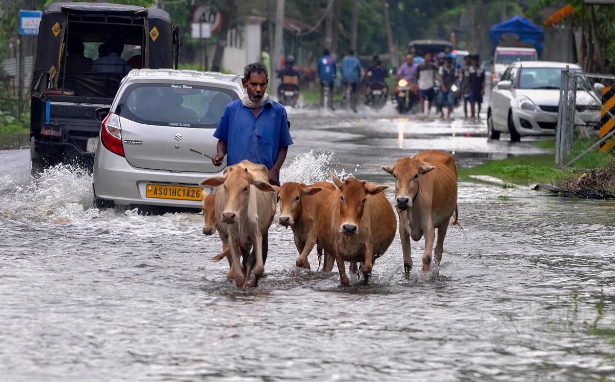A man shifts his cattle to safer place from a flooded area in Kamrup district of Assam (PTI Photo)