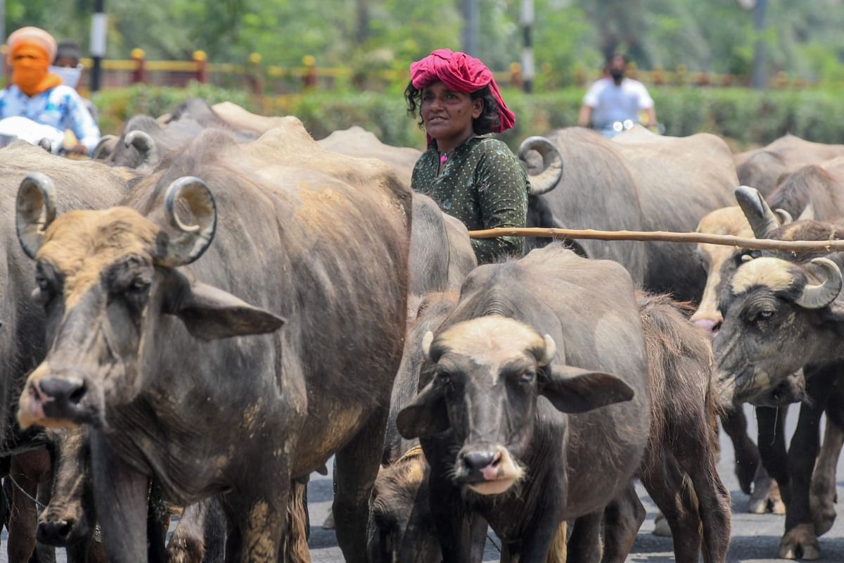 Tribal Gurjar women shift their buffaloes on a road towards a canal on the outskirts of Amritsar. Credits: AFP Photo