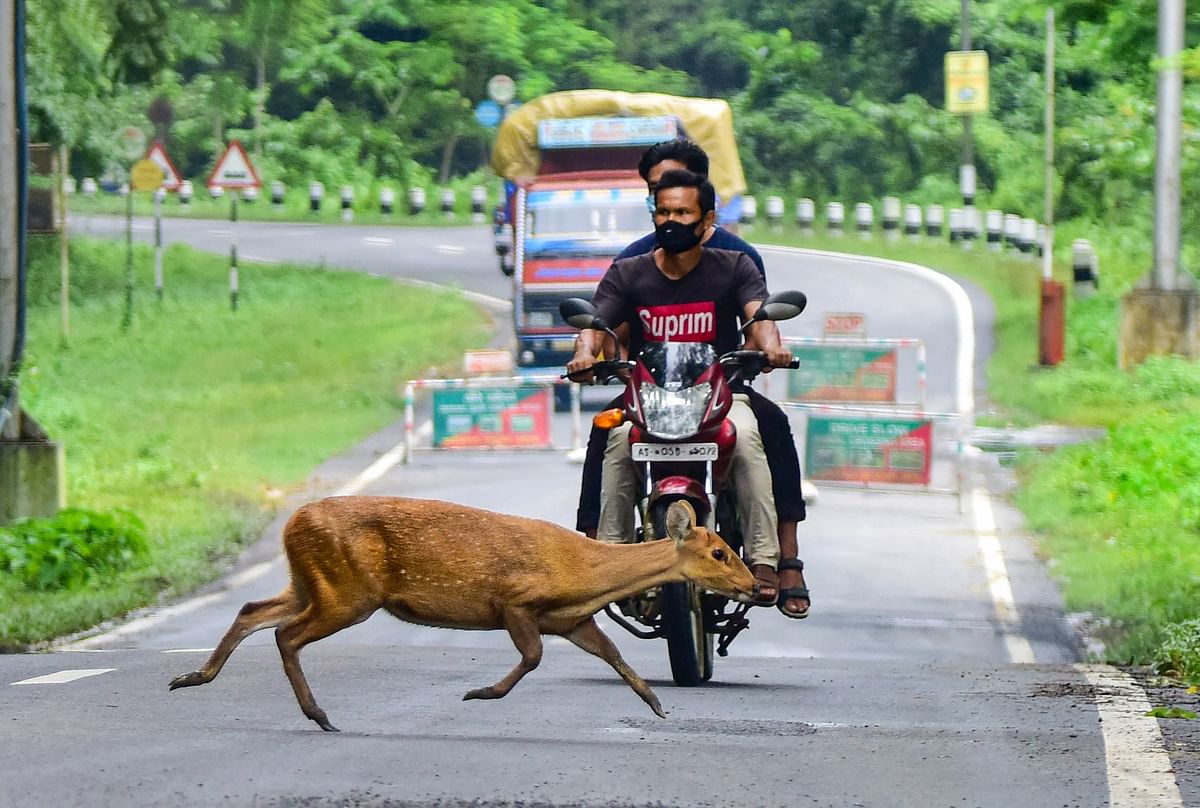 At least 51 animals, mostly hog deers died either in flood water or were hit by vehicles crossing the National Highway. Credit: PTI
