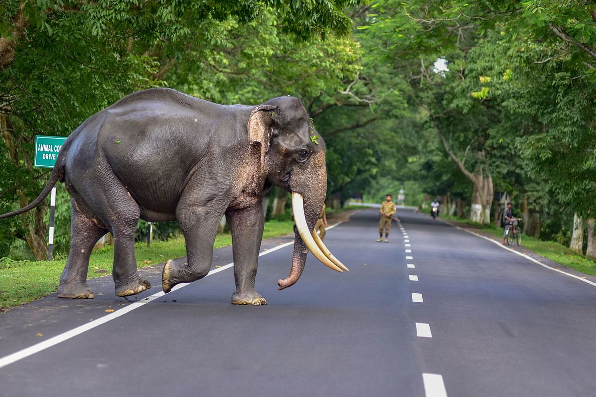 A wild elephant crosses a road following flooding in the low-lying areas of Kaziranga National Park, in Nagaon. Credit: PTI