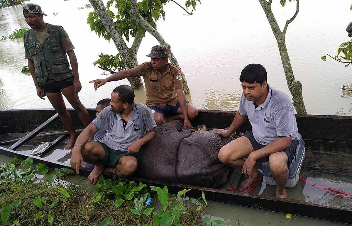 Forest officials rescue a female elephant calf from the flooded Kaziranga National Park. Credit: PTI