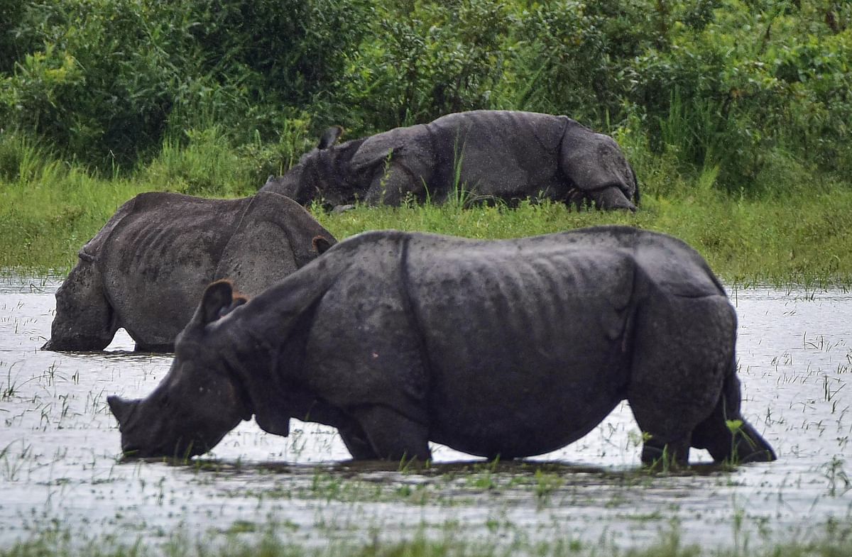 One-horned Rhinos wade through flooded Kaziranga National Park following incessant rain. Credit: PTI