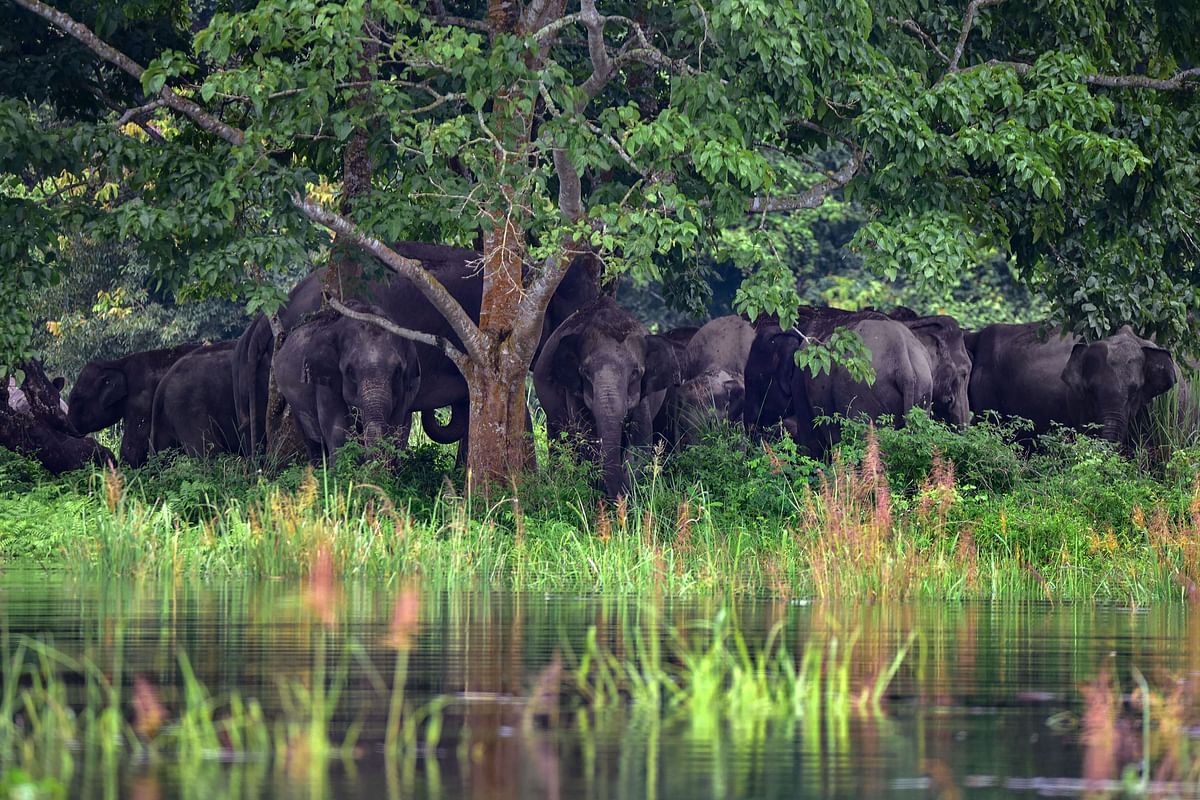 A herd of elephants take shelter on a highland, in a flood affected area of the Kaziranga National Park. Credit: PTI