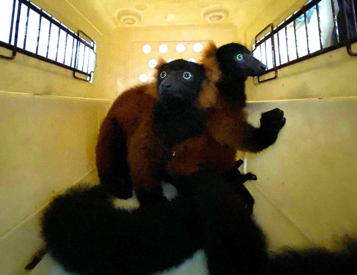 Singapore Zoo's twin red-ruffed lemurs are placed in carrier during their first health check up in the animal hospital. - Twin red-ruffed lemurs have been born at Singapore Zoo, officials said July 16, in a rare event that is a boost for the endangered primates. Credit: WILDLIFE RESERVES SINGAPORE/AFP