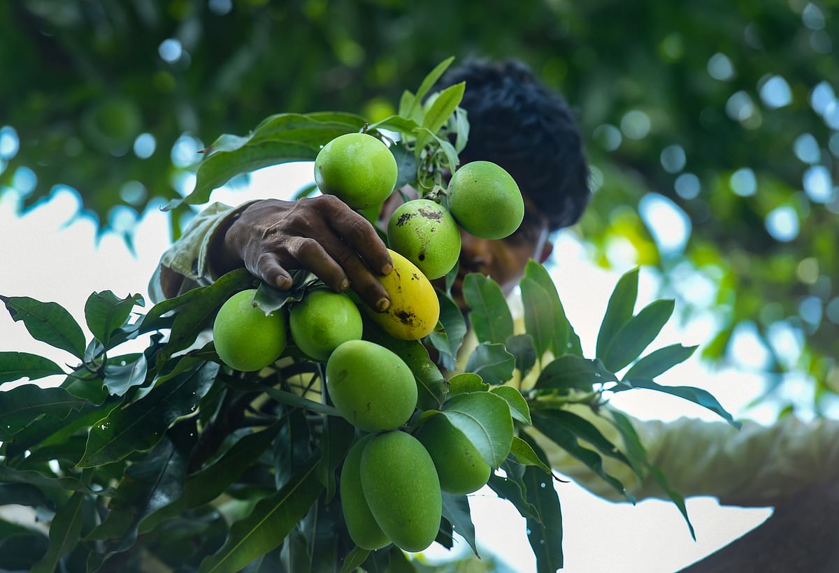 Rashid, 20, plucks Rataul mangoes from a tree, during Unlock 2.0, in Baghpat district, Wednesday, July 15, 2020. Grown in India and Pakistan, the Rataul variety has people in the two countries fighting for ownership of its legacy. Credit: PTI Photo