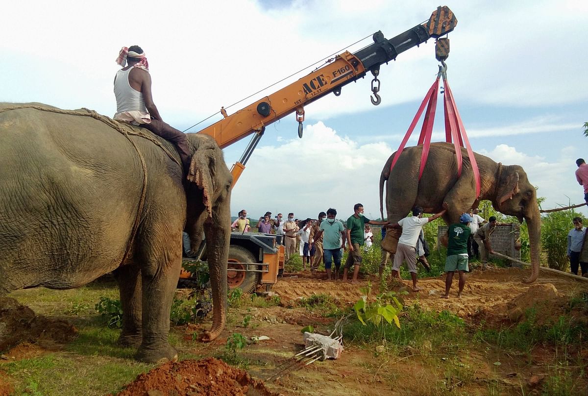 Forest department officials capture a wild elephant after tranquilizing it, at Hudumpur village in Palasbari, Thursday, July 16, 2020. The elephant had come from Orang National park and created havoc in the residential area. Credit: PTI Photo