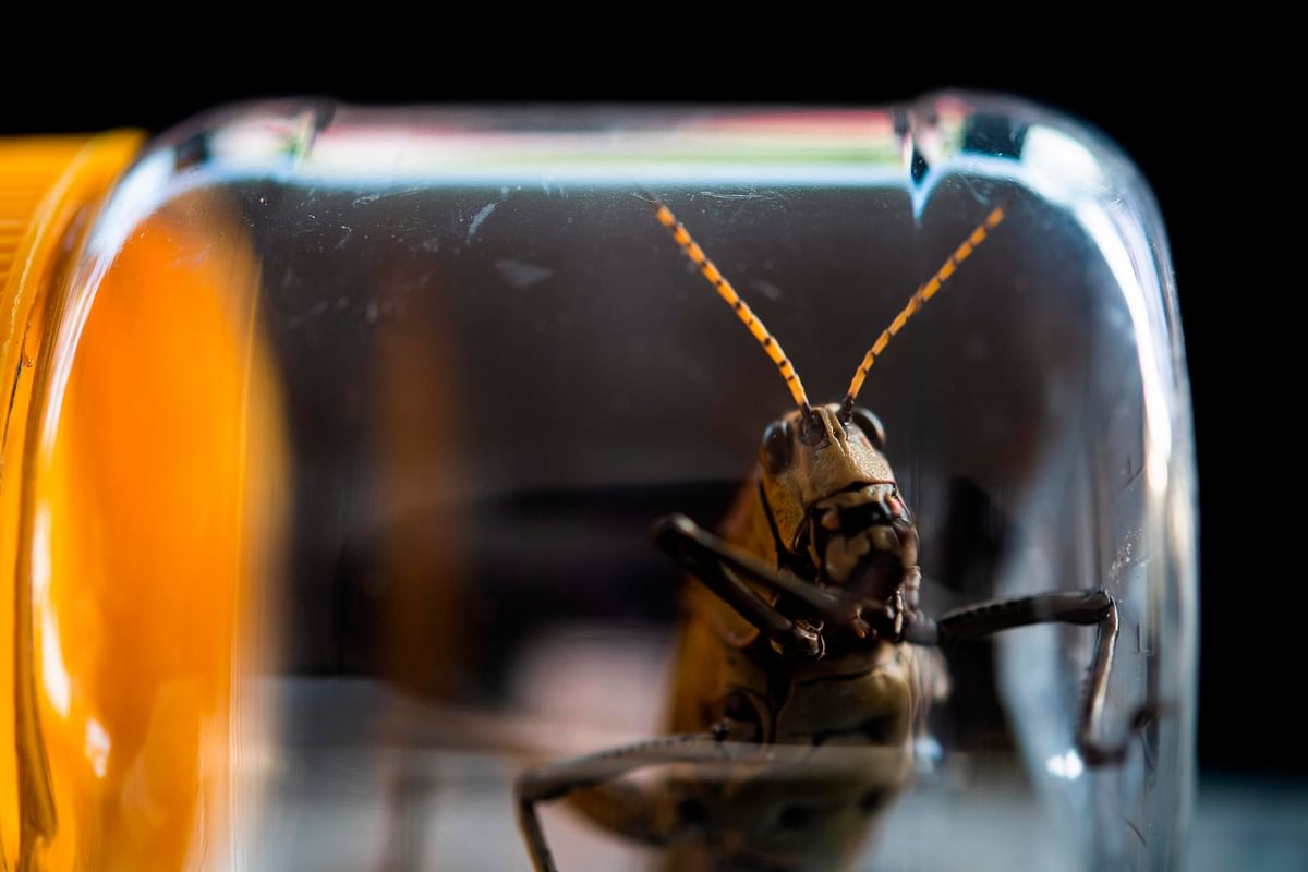 A specimen of flying locust (Taeniopoda Spp) is photographed inside a plastic container after being caught in an agricultural field by soldiers from the Salvadoran Army Engineer Battalion in San Nicolas Lempa, San Vicente, El Salvador on July 18, 2020. - The President of El Salvador, Nayib Bukele, ordered this Saturday to have military planes and helicopters ready to combat a locust plague that has been detected in several areas of the country and that threatens to devour cultivated areas. Credit: AFP