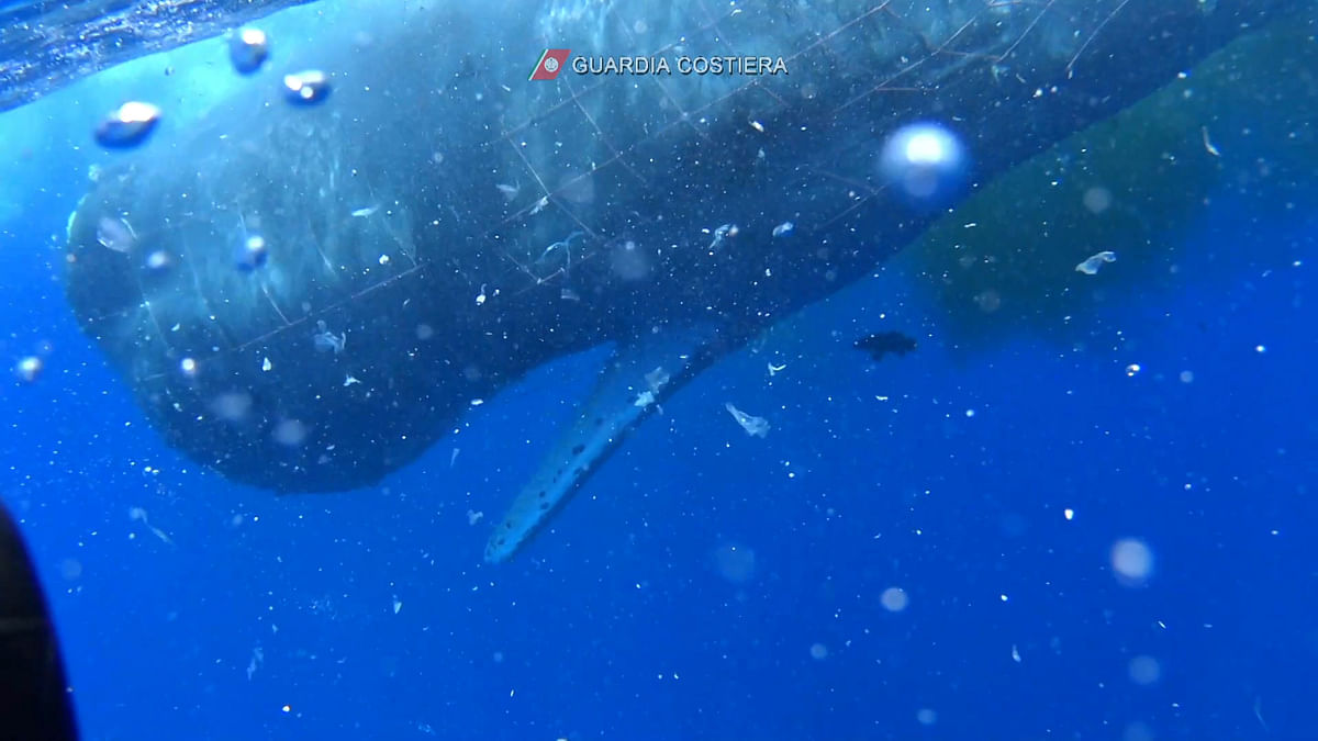Italian coastguard divers work to free a sperm whale caught in a fishing net at sea north of the Sicilian Aeolian Islands in this still image taken from a video, July 19, 2020. Picture taken July 19, 2020. Credit: Italian coastguard/Handout via REUTERS