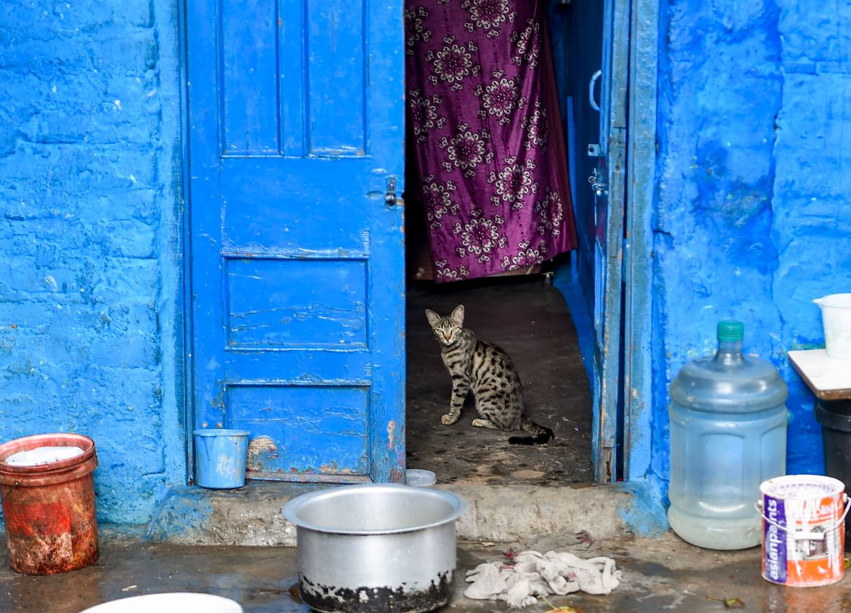 A cat looks on from a house near the site of a building collapse due to monsoon rain near ITO, at Anna Nagar slum in New Delhi, Monday, July 20, 2020. Credit: PTI Photo