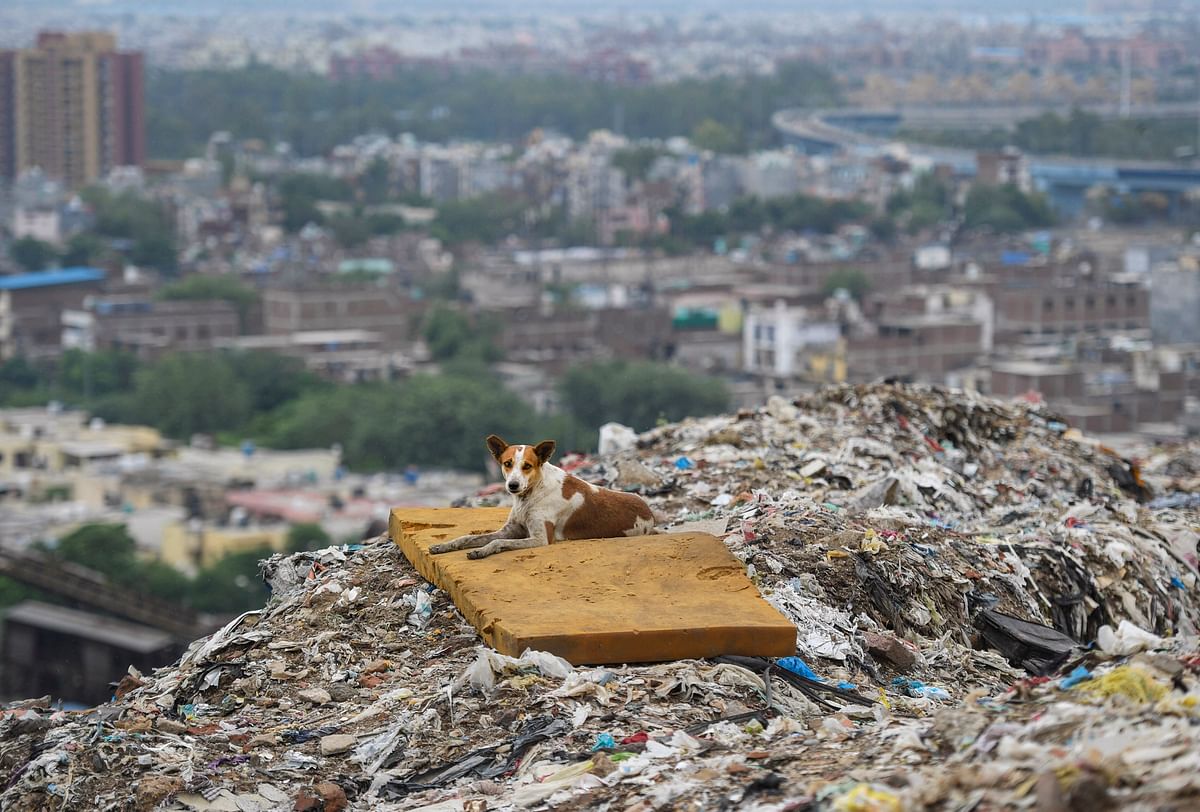 A dog sits on the pile of waste at Ghazipur landfill in New Delhi, Monday, July 20, 2020. Credit: PTI Photo