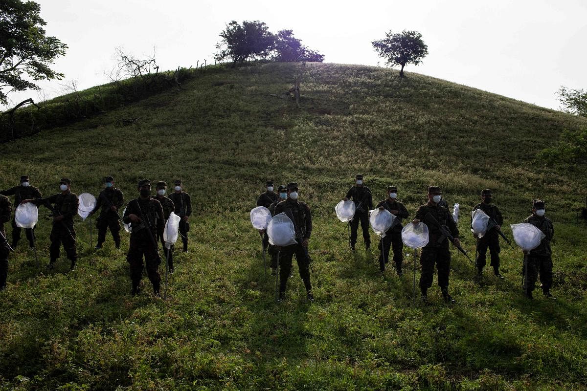 Soldiers from the fourth military detachment and the third infantry brigade carry entomological nets to catch specimens of flying locusts to eradicate an outbreak in El Salvador. Credit: AFP