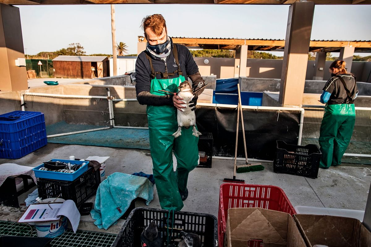 A volunteer moves a baby African penguin rescued from Algoa Bay at the SANCCOB Seabird rehabilitation centre in Port Elizabeth. Credits: AFP Photo