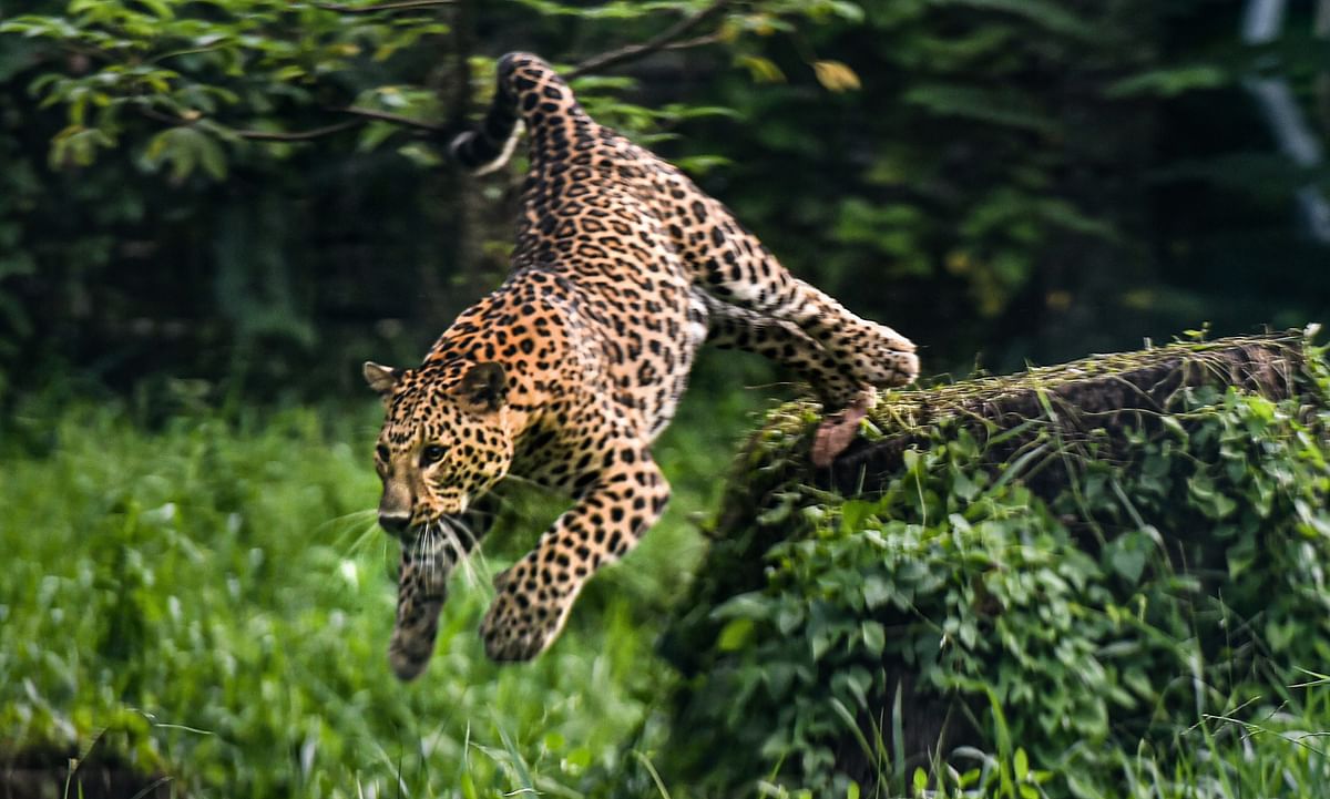 A leopard runs at an enclosure, at Alipore Zoological garden in Kolkata. Credits: PTI Photo