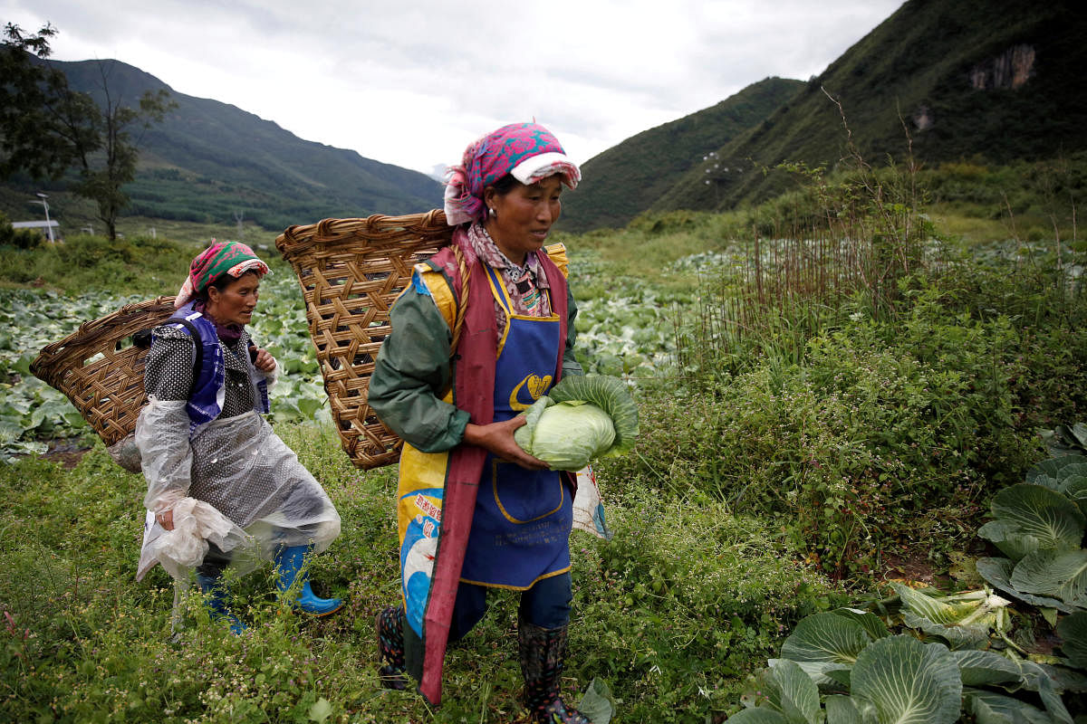A woman dressed in ethnic minority clothes carries a basket with cabbages to load them onto a truck, at a vegetable plantation base in Qingshui village of Liaoping town, during a government-organised media tour in Liangshan Yi Autonomous Prefecture, Sichuan province, China. Credit: Reuters Photo