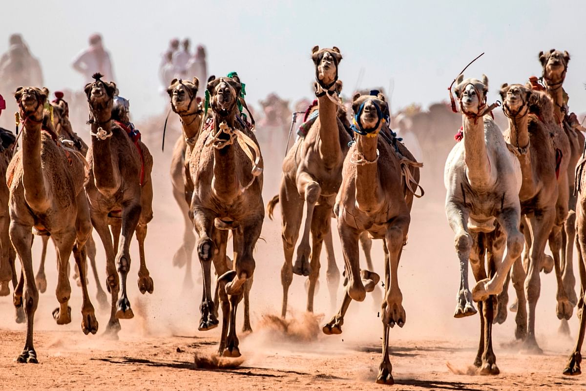 Camels run on a dirt track during a race in Egypt's South Sinai desert after more than six month of hiatus due to the coronavirus outbreak. Credit: AFP