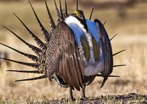 U.S. Bureau of Land Management photo shows a sage grouse in this undated photo. Credit: Reuters Photo