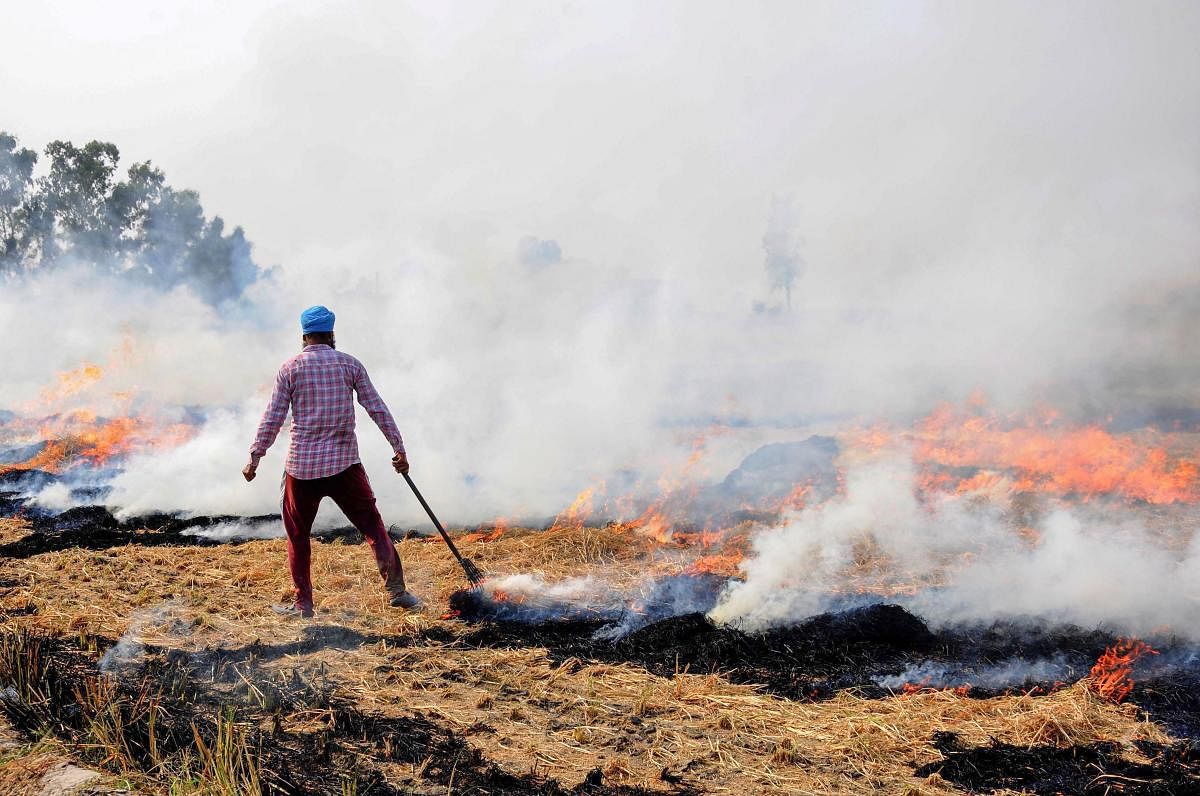  A farmer burns paddy stubble at a farm on the outskirts of Amritsar, Friday. The pollution and smokey haze around the adjoining states of Punjab and Haryana, especially New Delhi has been linked with stubble burning and is said to be a contributing factor for increasing air pollution. Credit: PTI Photo
