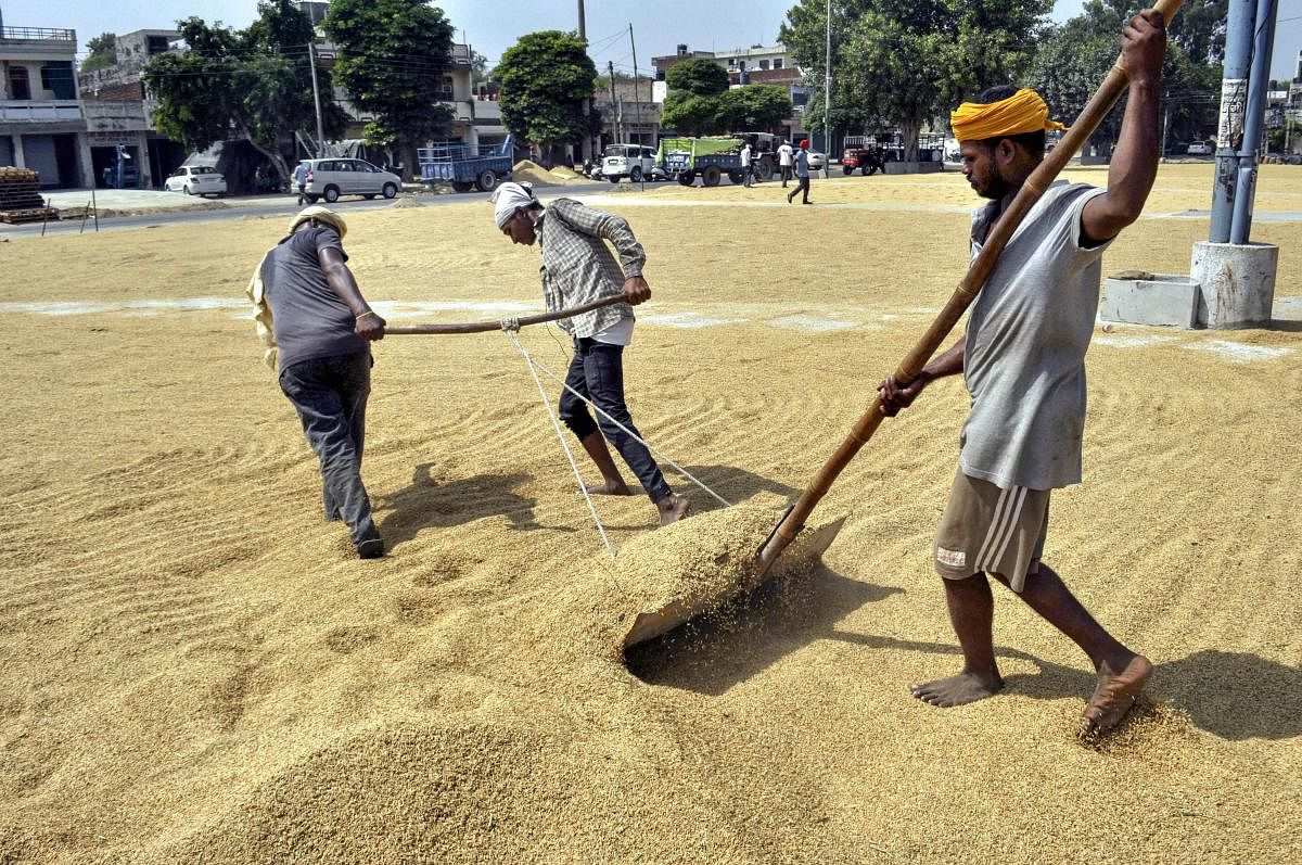 Labourers spread wheat grain for drying at a market, in Patiala. Credit: PTI Photo