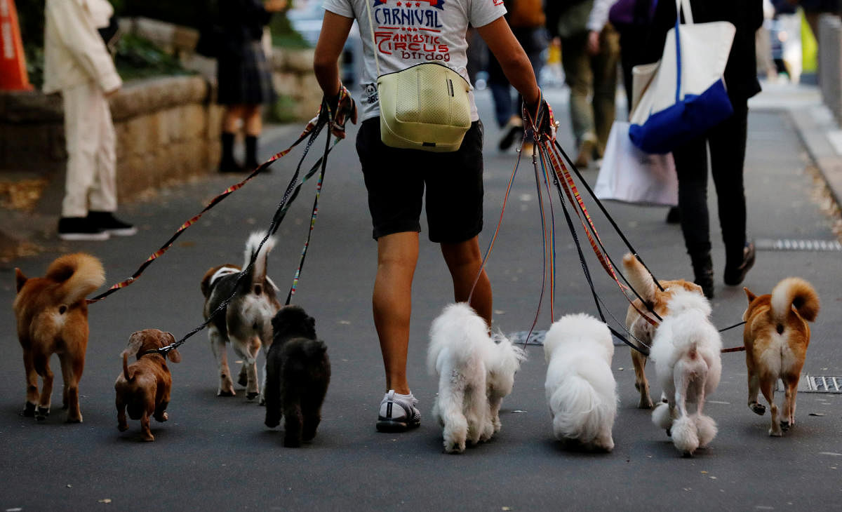 Dog walker Nobuaki Moribe takes a walk with dogs in Tokyo, Japan. Credit: Reuters Photo