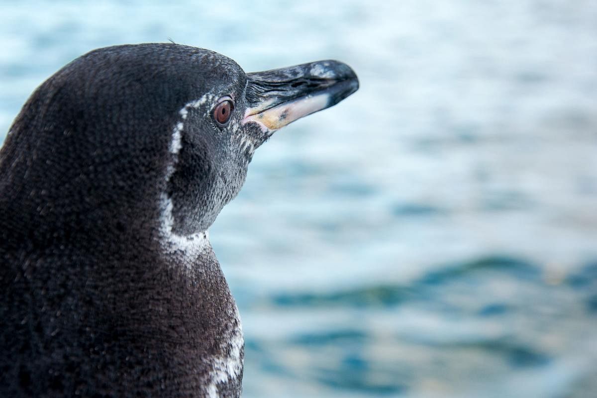 Galapagos National Park registered a record increase in the population of penguins and flightless cormorants, both species endemic to the archipelago. Credit: AFP Photo