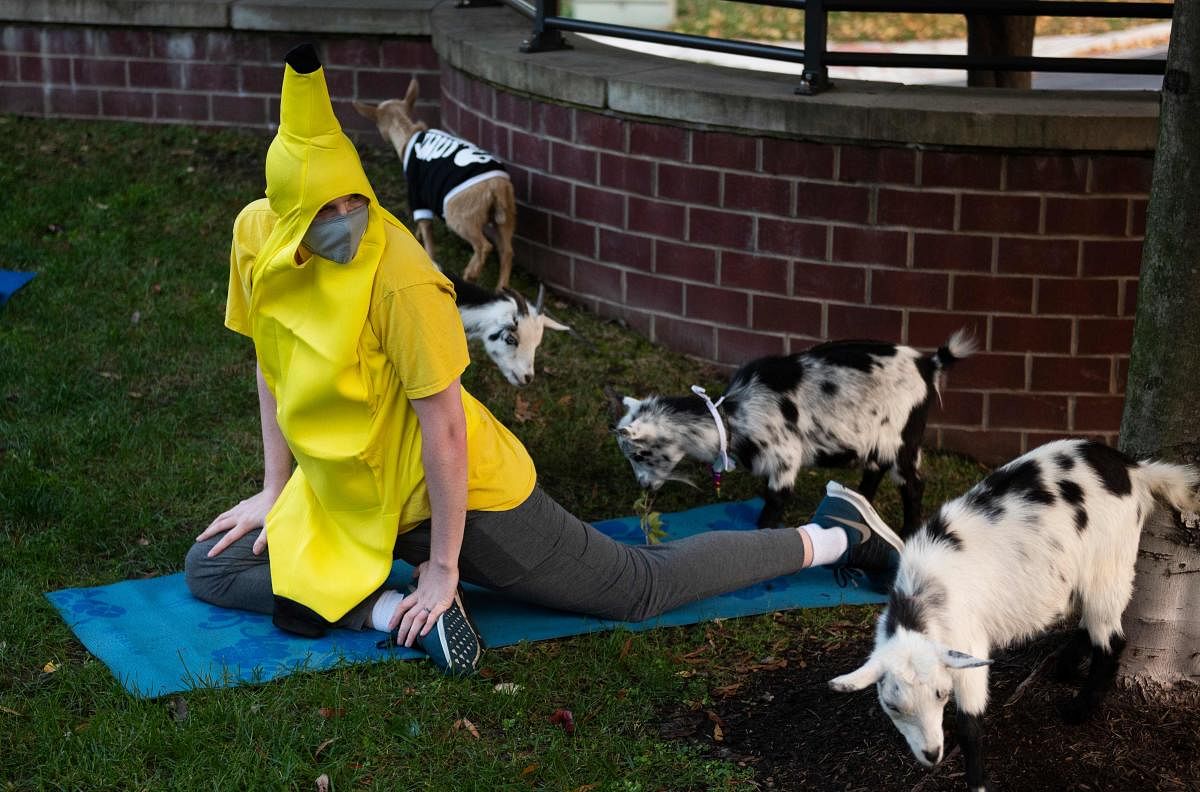 A man dressed as a banana holds a yoga pose during a Halloween costume goat yoga event, with goats from the Walnut Creek Farm, at the Ease Yoga and Cafe in Alexandria, Virginia. Credit: AFP Photo