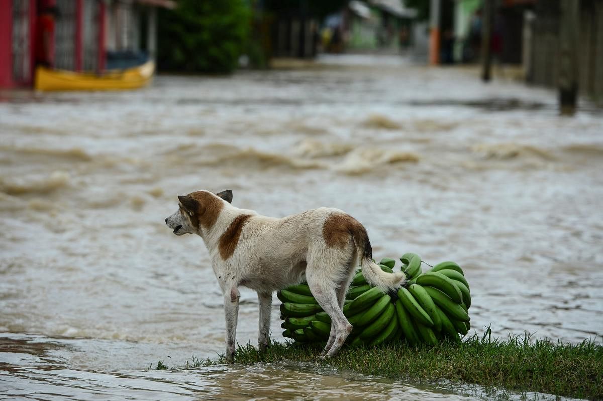 A dog stands in a flooded street due to the heavy rains caused by Hurricane Eta. Credit: AFP Photo