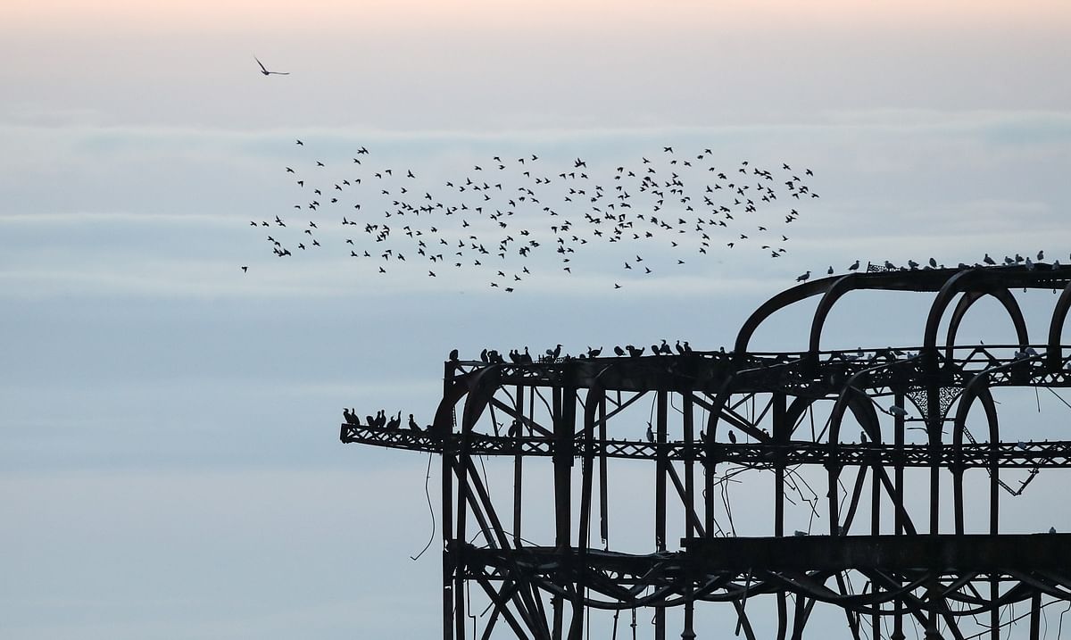 Starlings are seen above the remains of West Pier as they prepare to roost, in Brighton, Britain. Credits: Reuters Photo