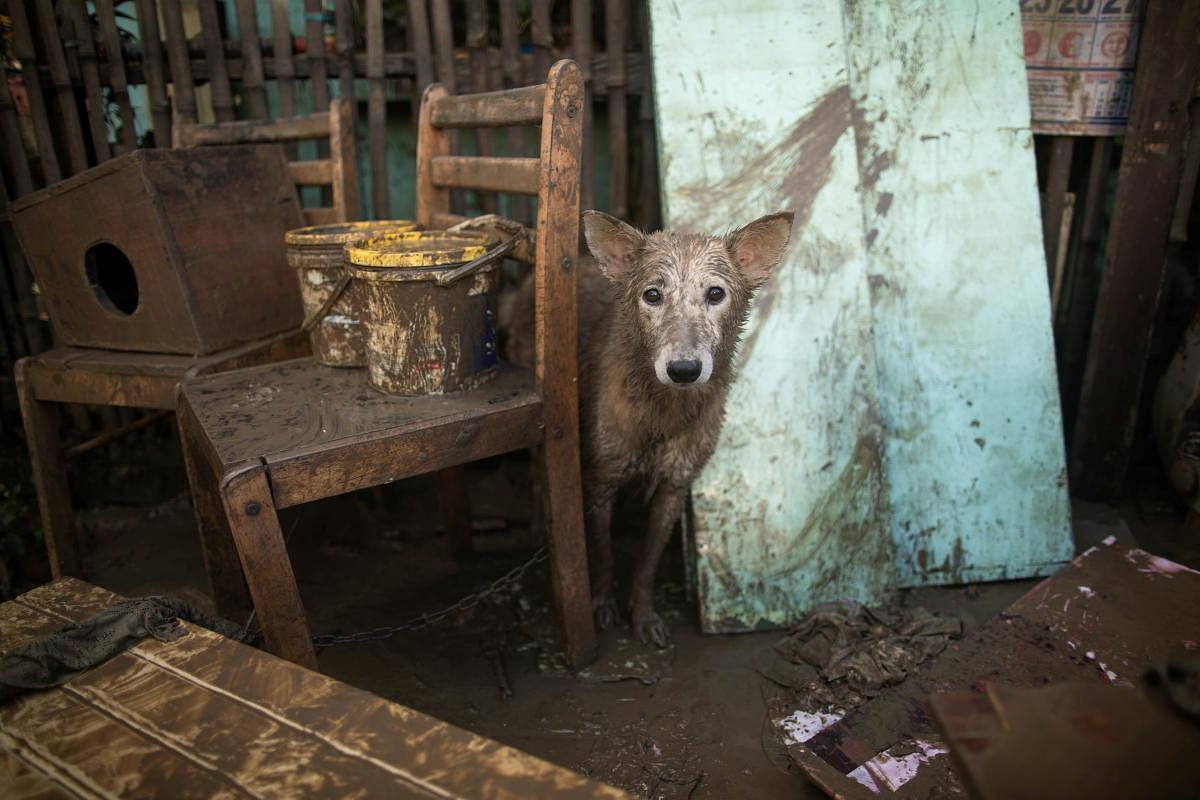 A dog covered with mud is pictured outside a house, after flooding caused by Typhoon Vamco, in Marikina, Metro Manila, Philippines. Credit: Reuters Photo
