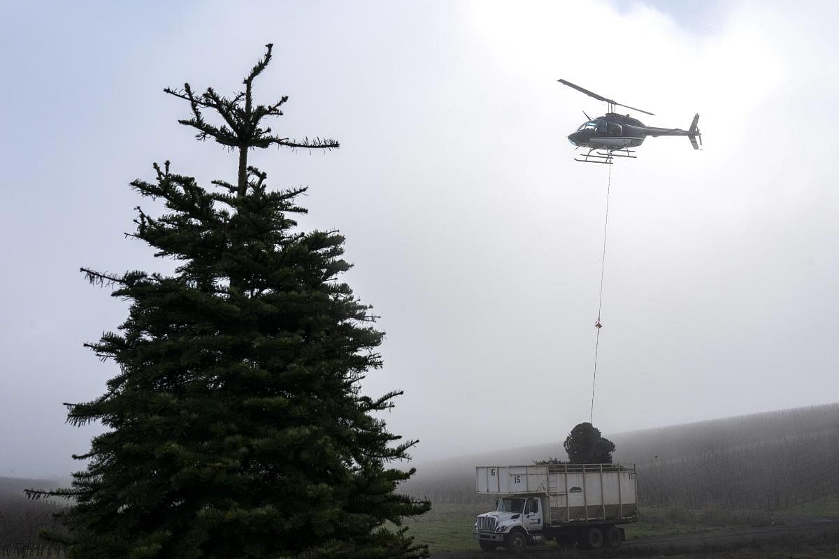 A helicopter drops a bundle of cut Christmas trees onto a truck at Noble Mountain Tree Farm in Salem, Oregon. Noble Mountain is one of the largest Christmas tree farms in the world, harvesting about 500,000 trees per season. Credit: AFP Photo