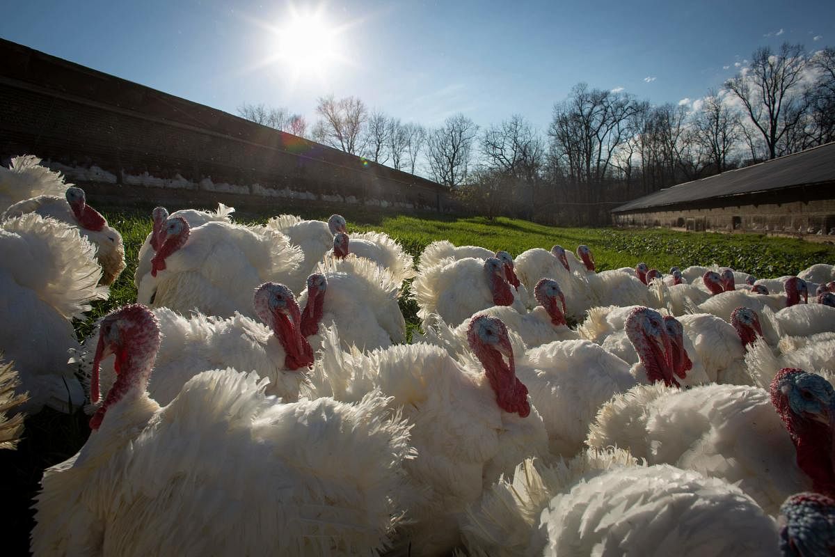 Turkeys are seen outside a barn at a farm in Orefield, Pennsylvania, ahead of the Thanksgiving holiday. Credit: AFP Photo