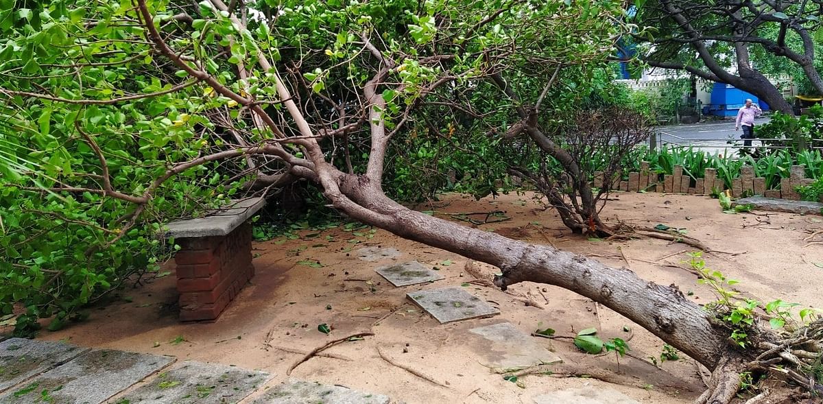 Nearly 300 trees, including those on arterial roads in the city, were uprooted due to gusty winds that travelled as far as over 100 km from where the very severe cyclonic storm made its landfall in the wee hours of Thursday. Credit: DH Photo