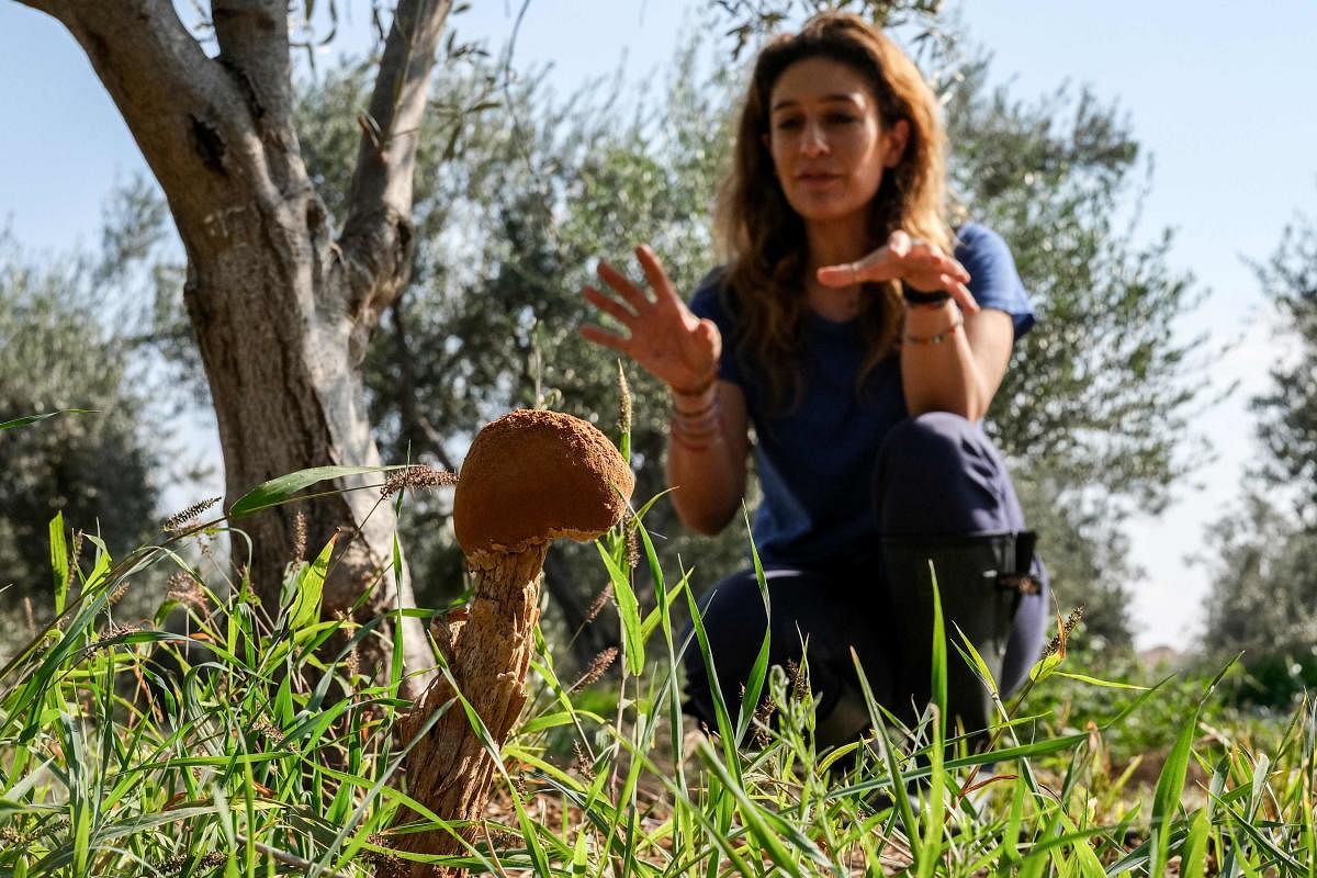 Elena Sampson, an owner of an olive grove and farm, sits by a an olive tree with a fungus growing nearby, in Akaki, central Cyprus. Standing in her olive grove in Cyprus, Elena Sampson vows to stand up to climate change after another scorching year. Sampson, who largely avoids tilling her land -- a practise that leads to soil erosion and carbon loss – says she will install drip-irrigation and plant other crops between the olive trees. Also, she will no longer use pesticides. Credit: AFP Photo.