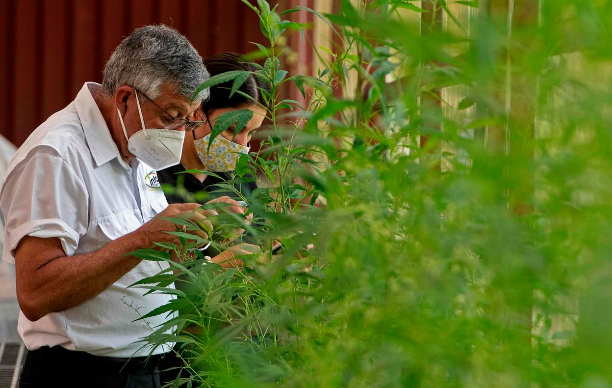 Agronomists of the Tissue Culture Laboratory of Los Diamantes Experimental Station of the Costa Rican Ministry of Agriculture, work in the cultivation of cannabis for medicinal use in Guapiles, Costa Rica. Credit: AFP