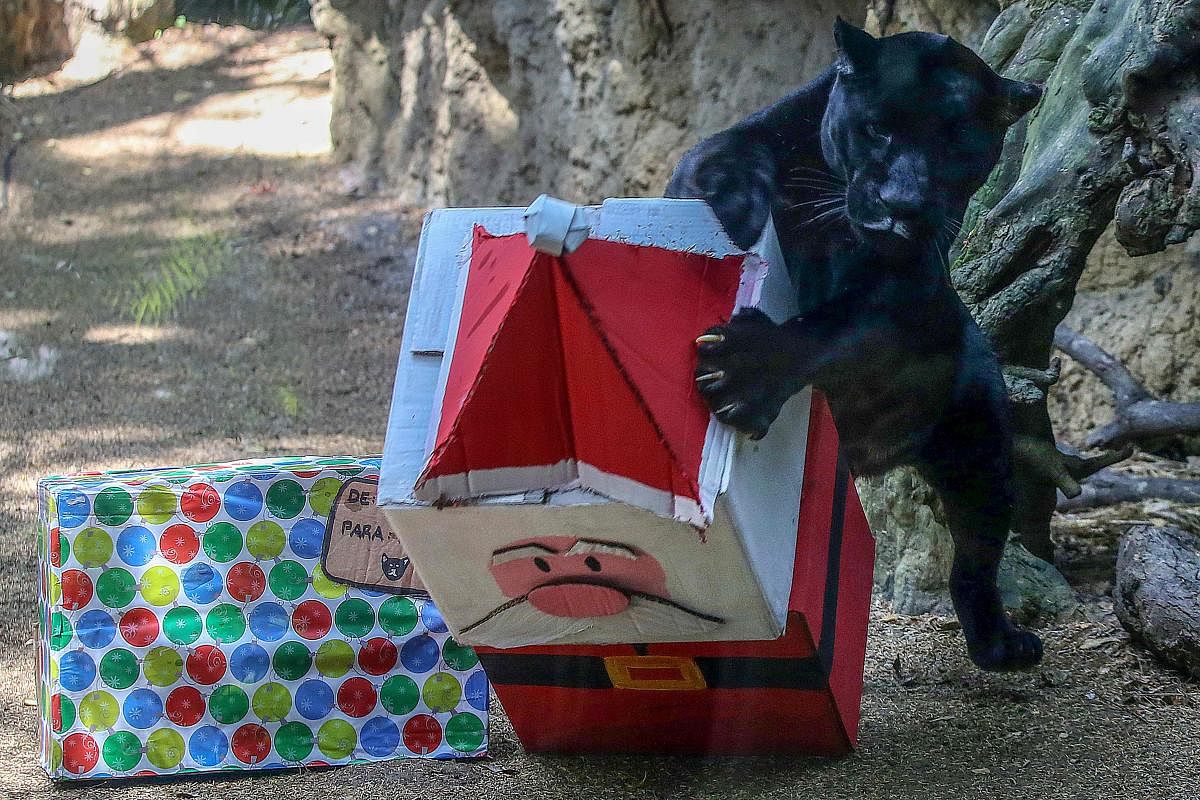 A black jaguar receives food wrapped as a Christmas gift by zookeepers at the Cali Zoo, in Cali, Colombia. Credit: AFP