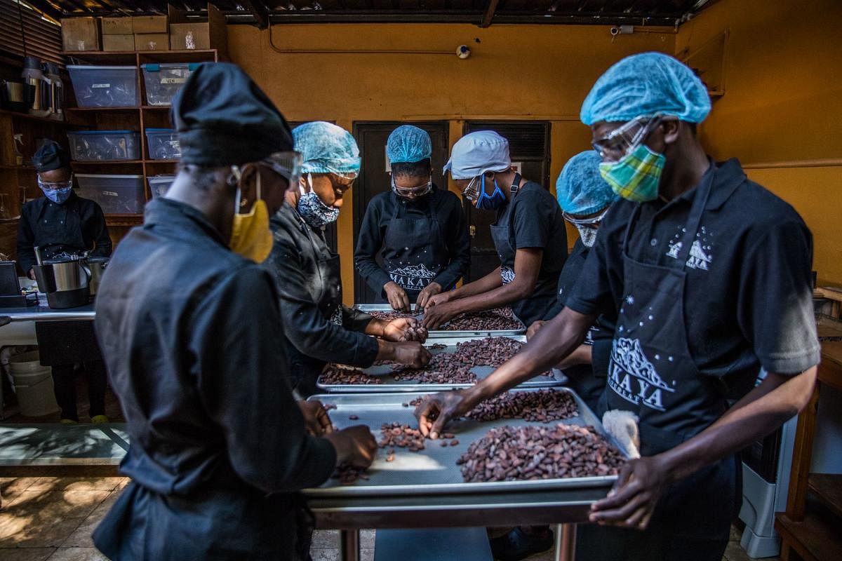 Sorting of cocoa beans according to their size and appearance is done in the workshops of Makaya Chocolat in Petionville, Haiti. Credit: AFP