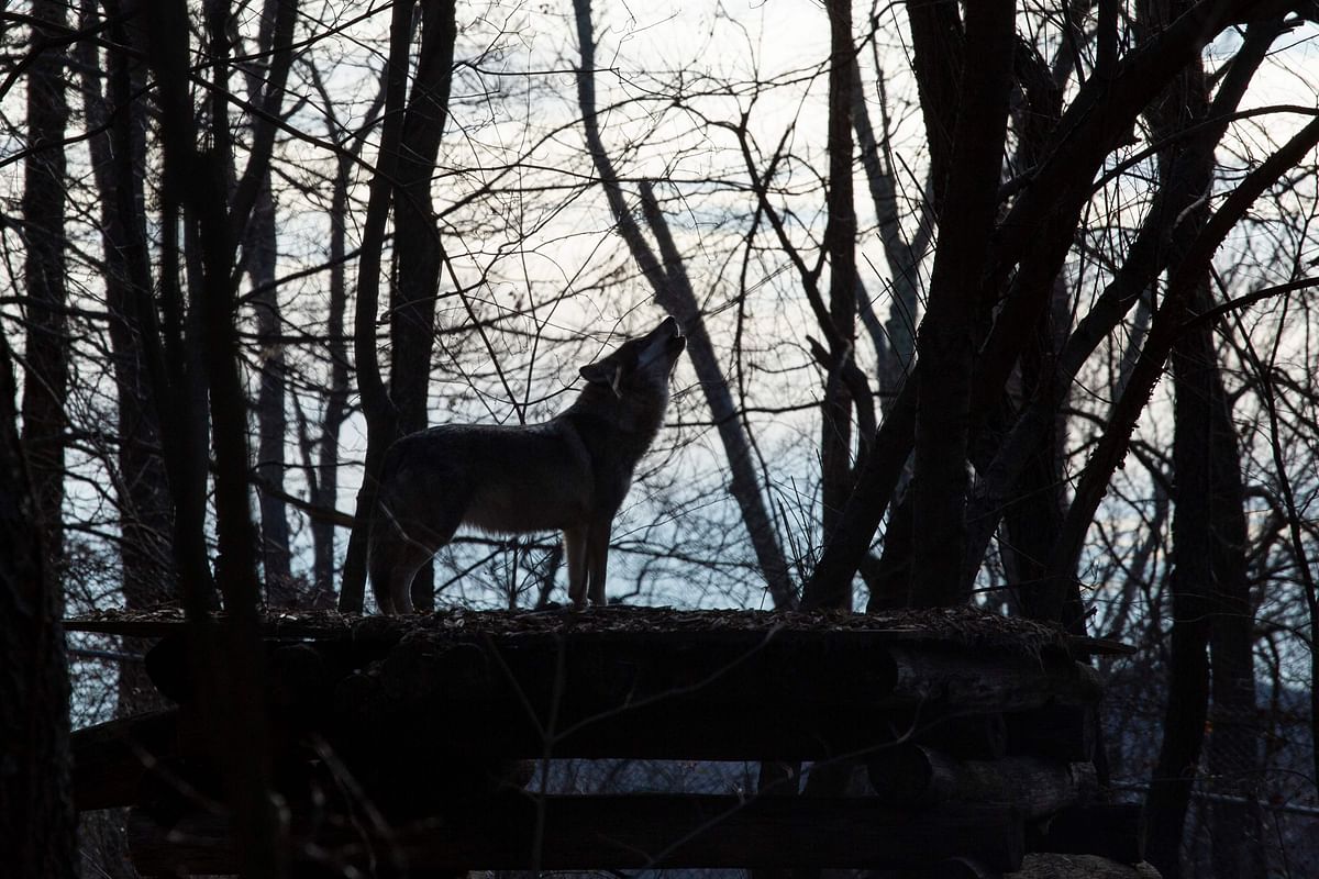 A wolf howls at a Wolf Conservation Center in South Salem, New York: They thrive at teamwork, fight for their homes, and cherish their families above all else. It's sometimes said there is no animal on Earth more similar to humans in their social behavior than wolves. Credit: AFP