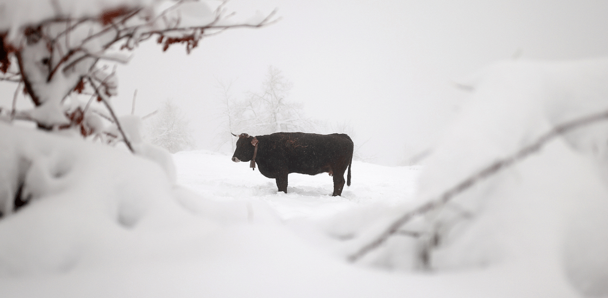 A cow is photographed on a snow-covered meadow during heavy snowfall in Piornedo, in the Ancares mountains of Galicia, Spain. Credit: Reuters