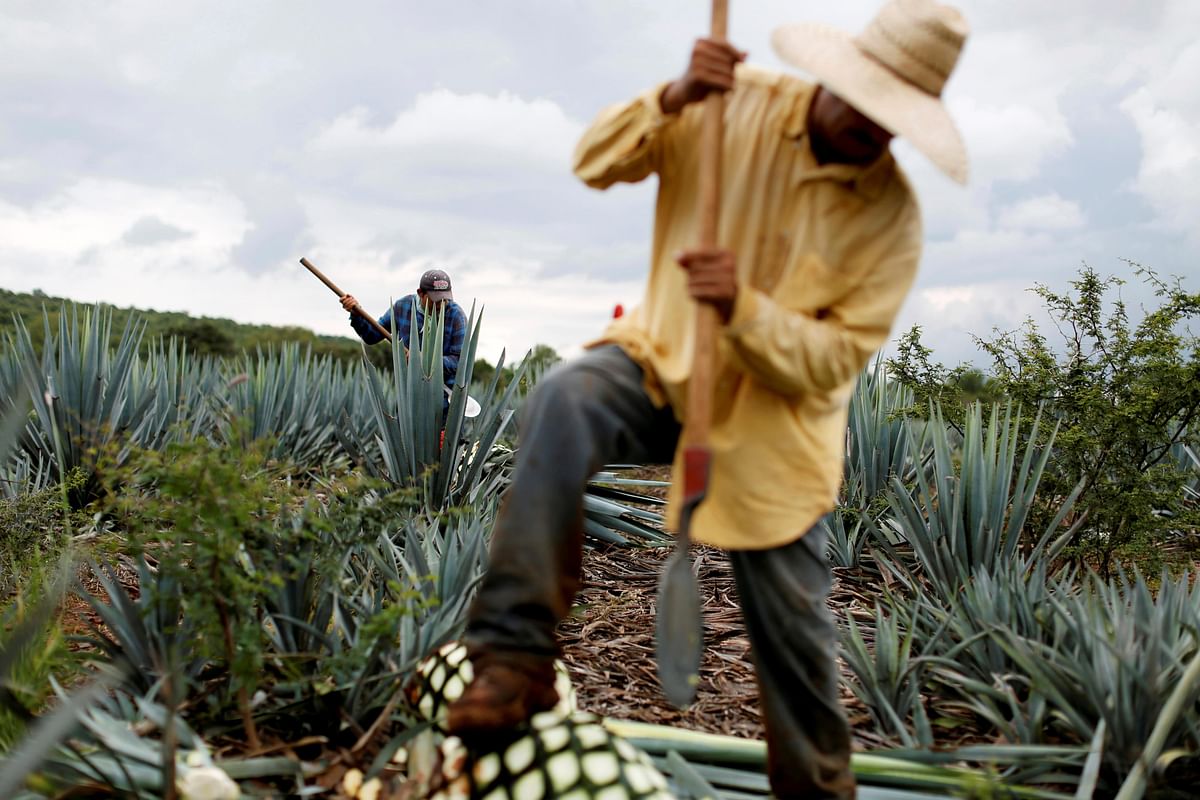 A farmer, also known as a jimador, harvests blue agave in a plantation in Tepatitlan, Jalisco, Mexico