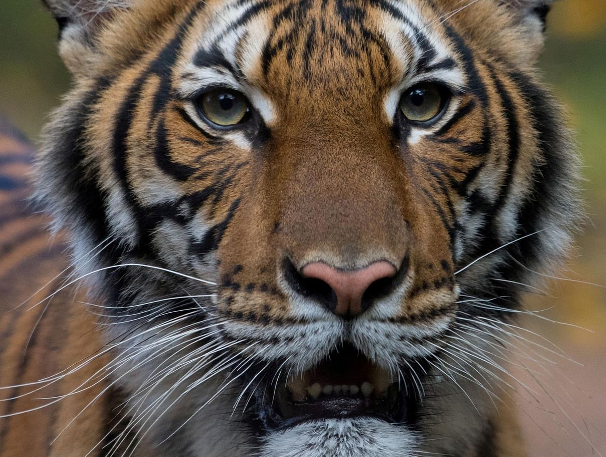 Nadia, a 4-year-old female Malayan tiger at the Bronx Zoo, that the zoo said on April 5, 2020 has tested positive for coronavirus disease (COVID-19) is seen in an undated handout photo. (Credit: Reuters)