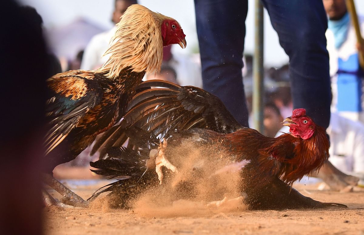 Roosters fight during 'Bhogi' festival celebration, in Krishna district of Andhra Pradesh. Credit: PTI Photo
