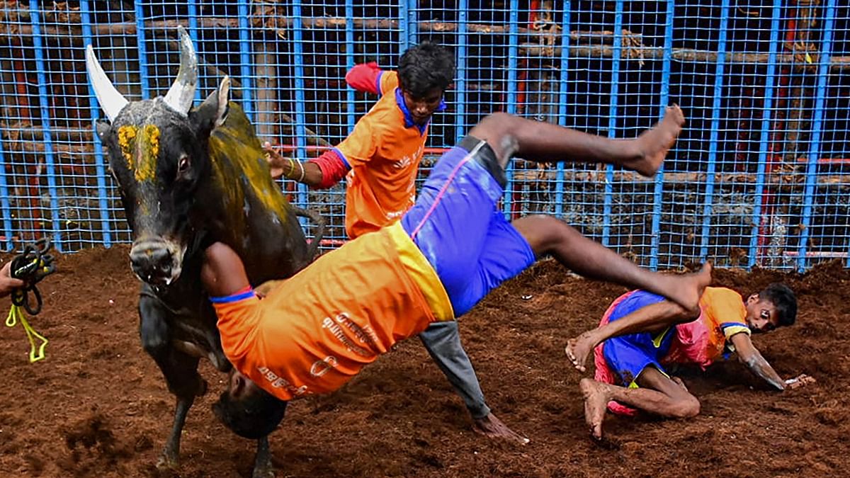 Participants try to tame a bull during Avaniyapuram Jallikattu as the part of Pongal festival celebration, in Chennai. Credit: PTI Photo