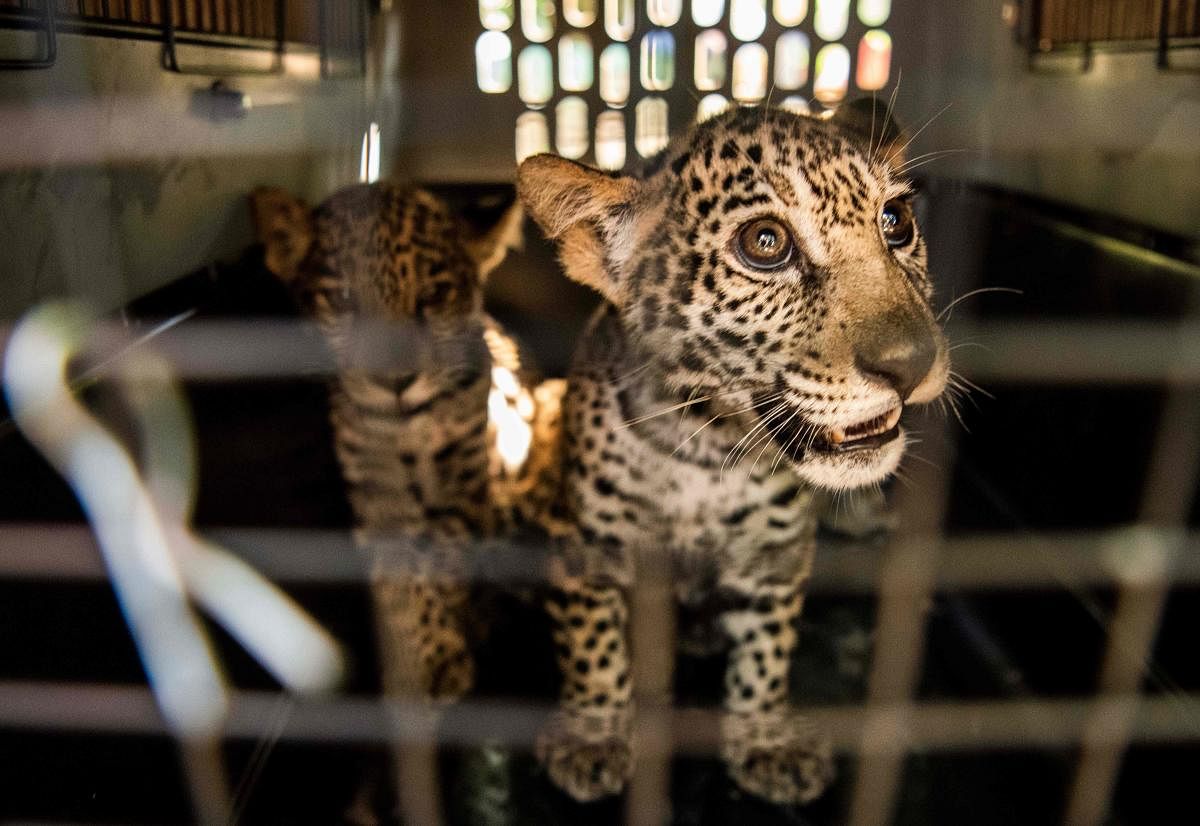 Jaguar cubs are seen at the National Zoo in Masaya, Nicaragua after their arrival from the Duarka community in Tawira, Bilwi, in the North Caribbean Coast Autonomous Region. Credit AFP photo.