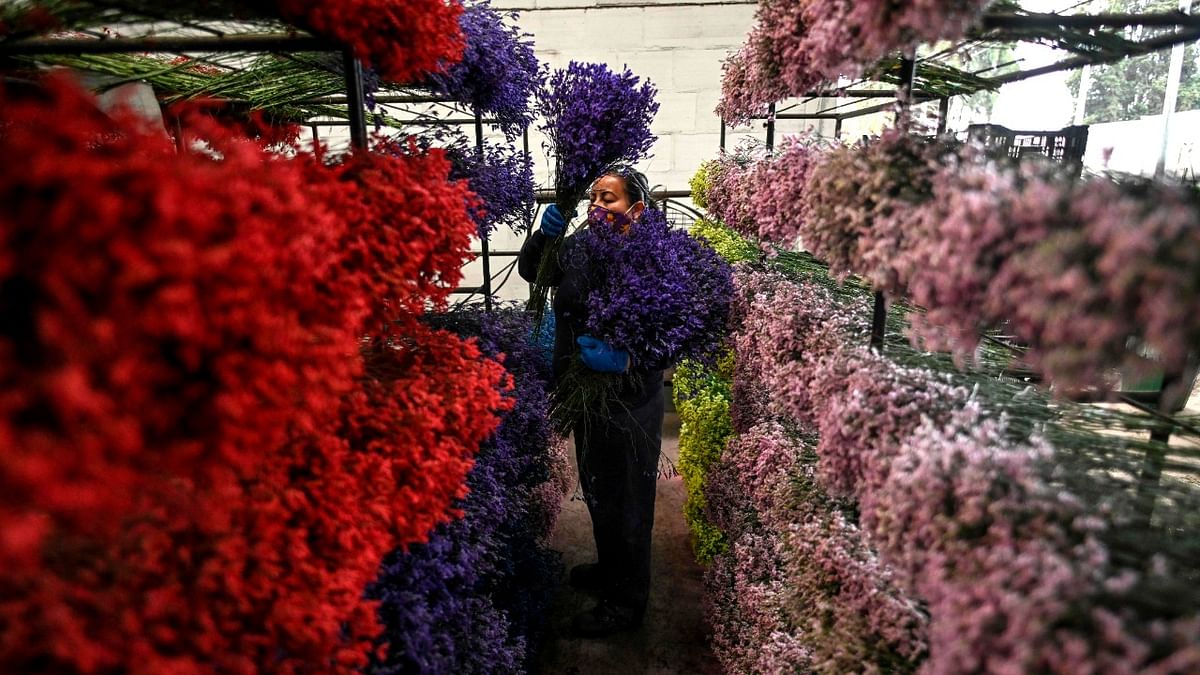 An employee places bouquets on shelves at the Flower Plazoleta Bazzani company in Bogota as Colombia prepares to export flowers for Valentine's Day amid the new coronavirus pandemic. Credit: AFP Photo